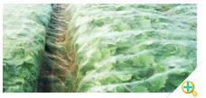 Anti Insect Netting